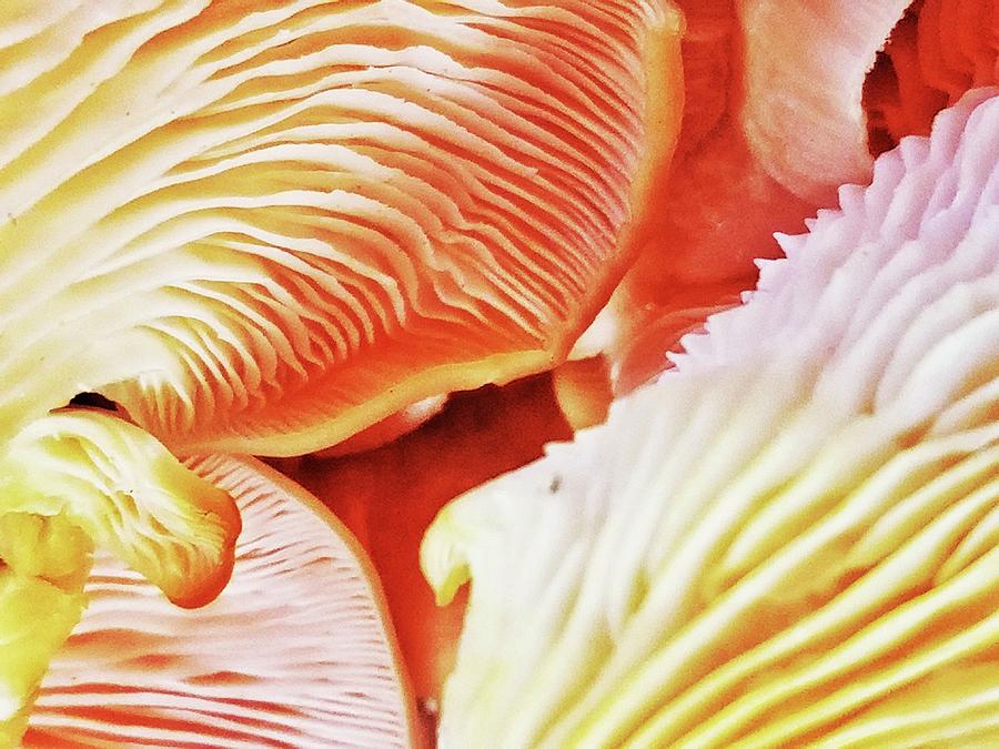Pink Oyster Mushrooms Photograph by Winnie Chrzanowski