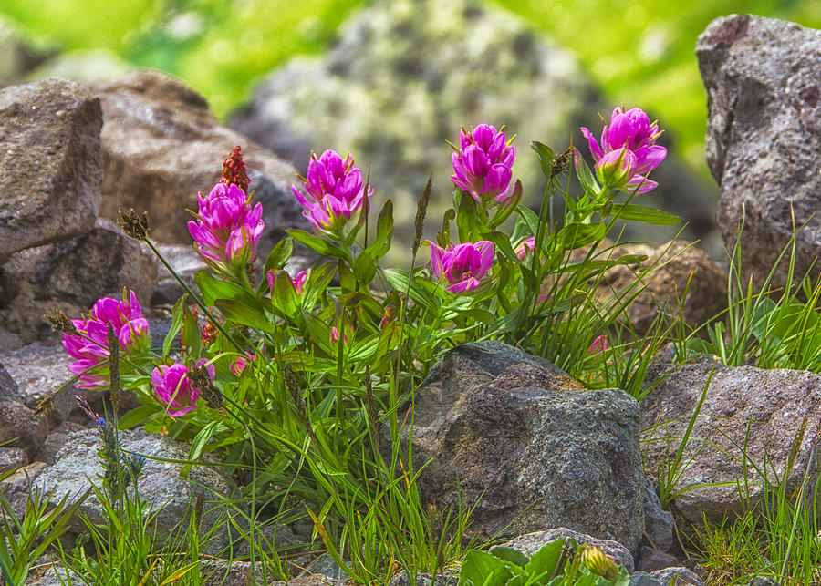 Pink Paintbrush Wildflowers Photograph by Alan Toepfer