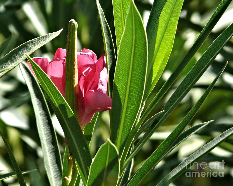 Pink Palm Flower Photograph