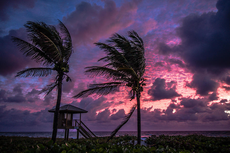 Pink Palm Sunrise Delray Beach Photograph by Lawrence S Richardson Jr