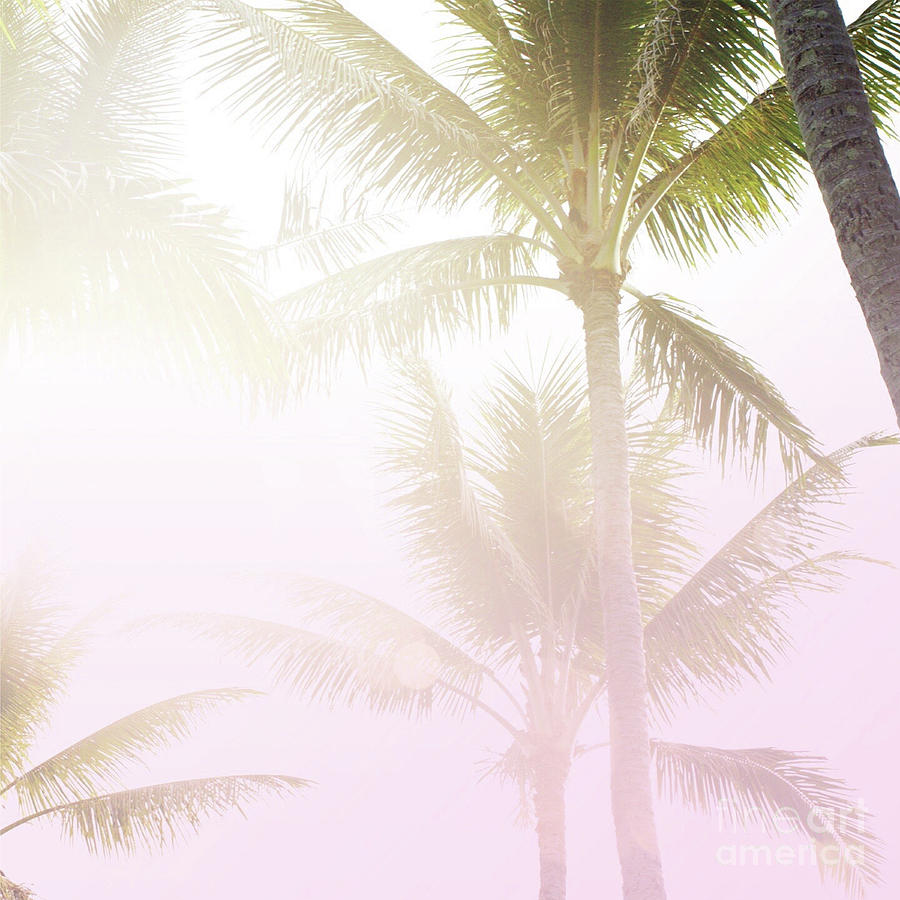 pink palm tree background