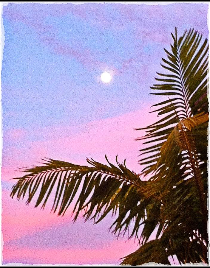 Pink palms  Photograph by Gini Moore