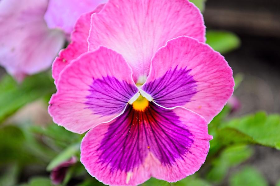 Pink Pansy Photograph by Bonfire Photography - Fine Art America