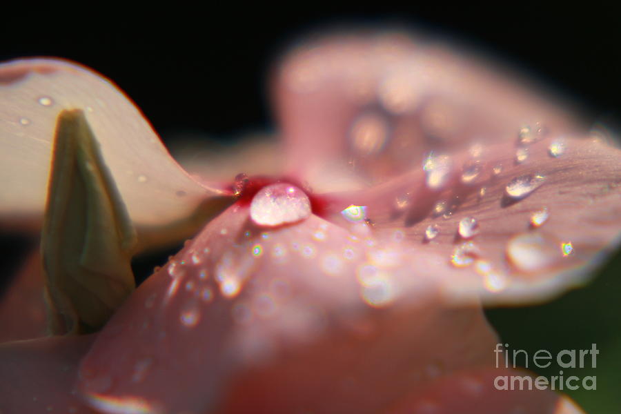 Pink Pansy Drop Photograph by Lori Mellen-Pagliaro