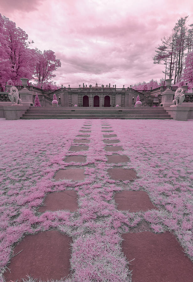 Pink Paradise Photograph by Brian Hale