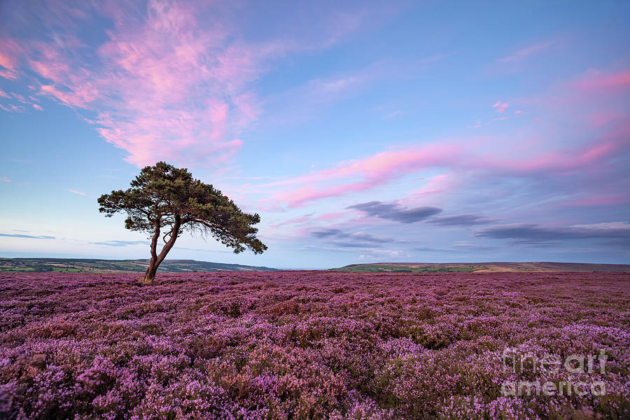 Pink Paradise, North York Moors Heather Photograph by Martin Williams