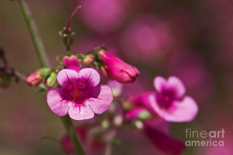 Pink Parrys Penstemon  Photograph by Kelly Holm