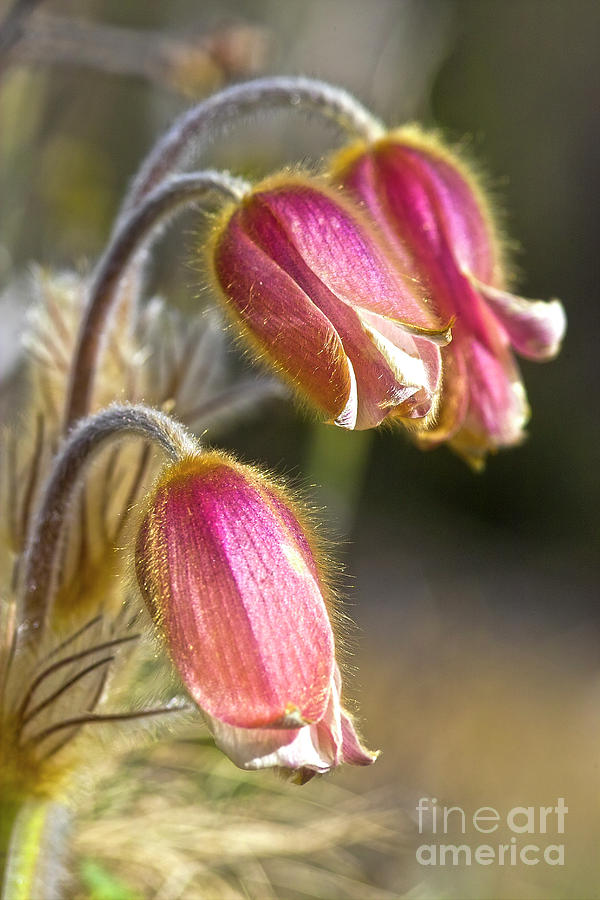 Nature Photograph - Pink Pasqueflower by Heiko Koehrer-Wagner