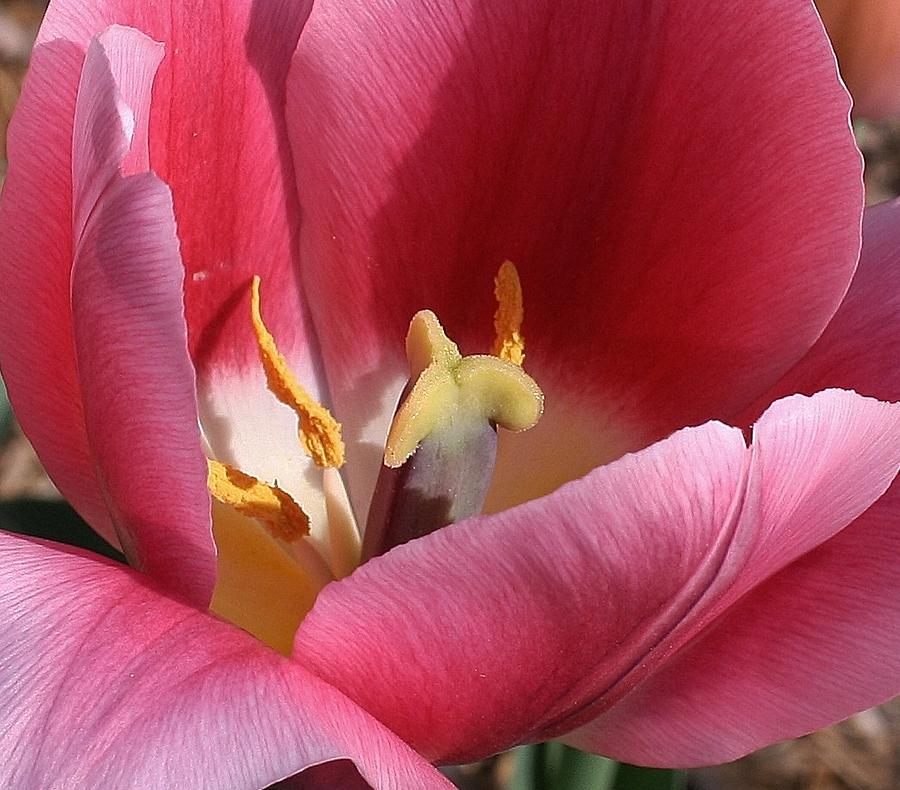 Pink Passion Photograph by Bruce Bley