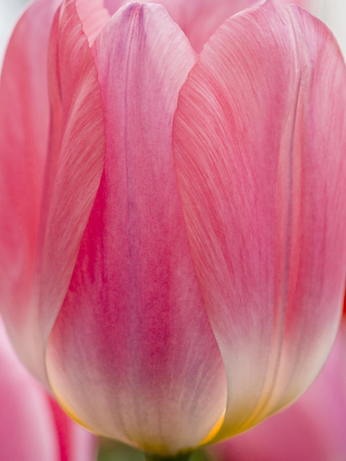 Pink Passion Photograph by Eggers Photography