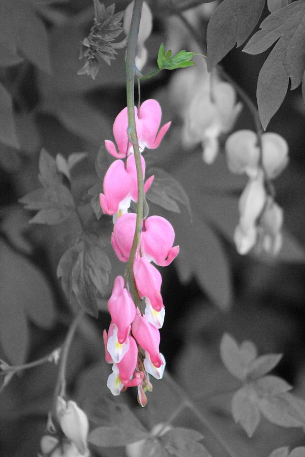 Pink Passion  Flamingo Pink Bleeding Heart Flowers in Selective Coloring Photograph by Colleen Cornelius