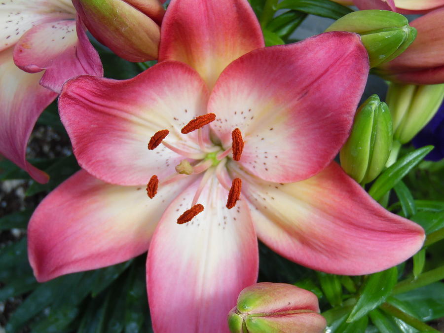 Pink Pastel Lily Photograph by Pamela Pursel - Fine Art America