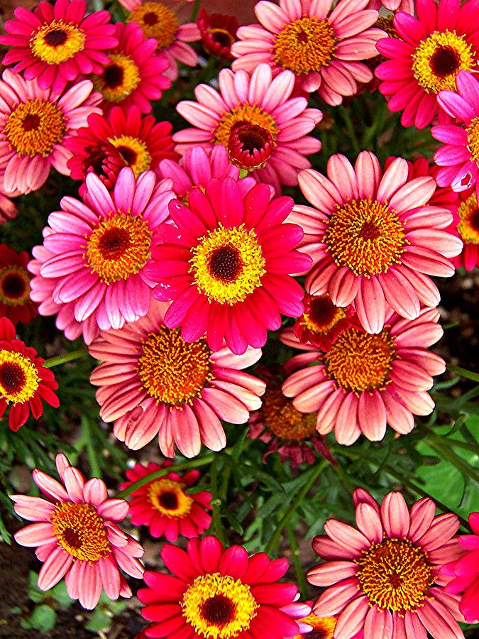 Pink Patterned Mums Photograph by Caroline Eve Urbania - Fine Art America