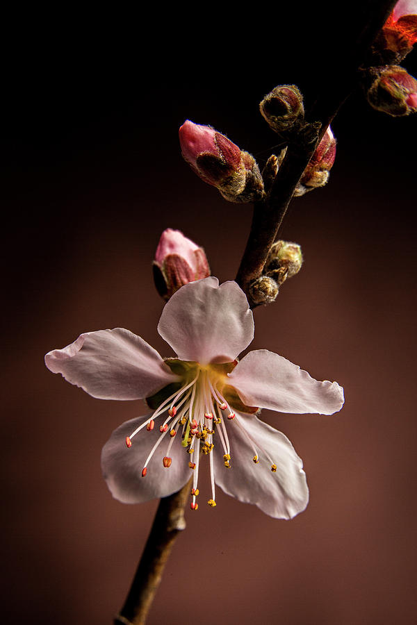 Pink Peach Blooms 5510.02 Photograph by M K Miller