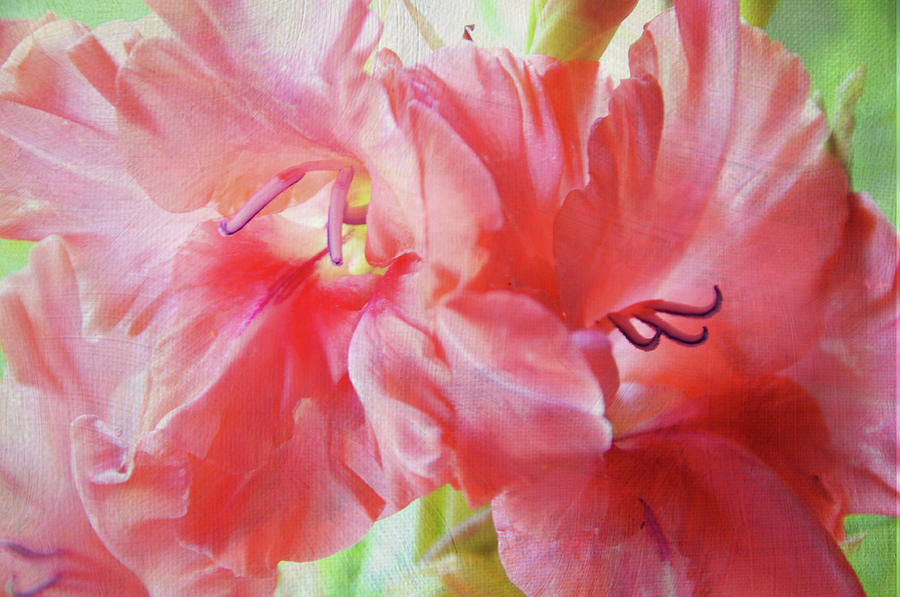 Pink Peach Gladiolus  Photograph by Jenny Rainbow