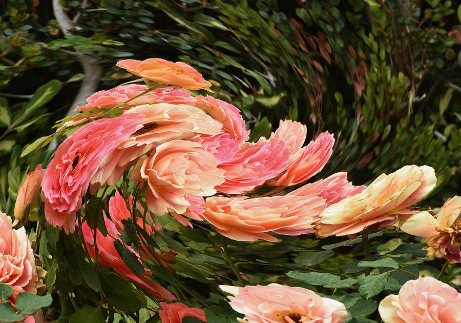 Rose Photograph - Pink Peach Rose Swirl by Linda Brody