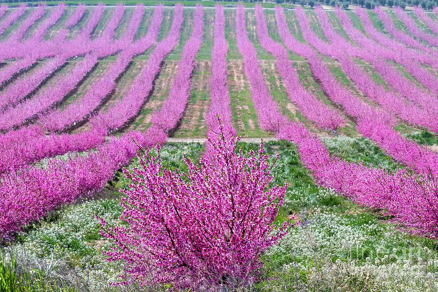 Pink Peach Trees blooming Photograph by Heiko Koehrer-Wagner