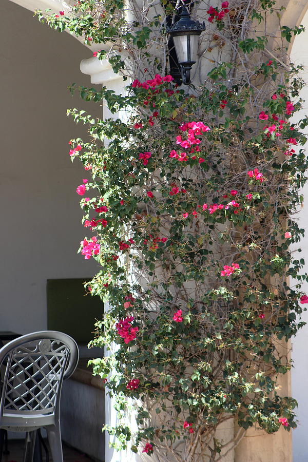 Pink Peacock Colored Bougainvillea Blossoms Climbing Pillar by Cafe Photograph by Colleen Cornelius