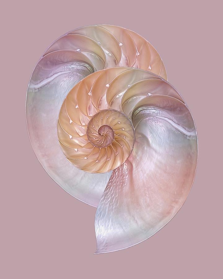 Pink Pearlescent Nautilus Pair Photograph by Gill Billington