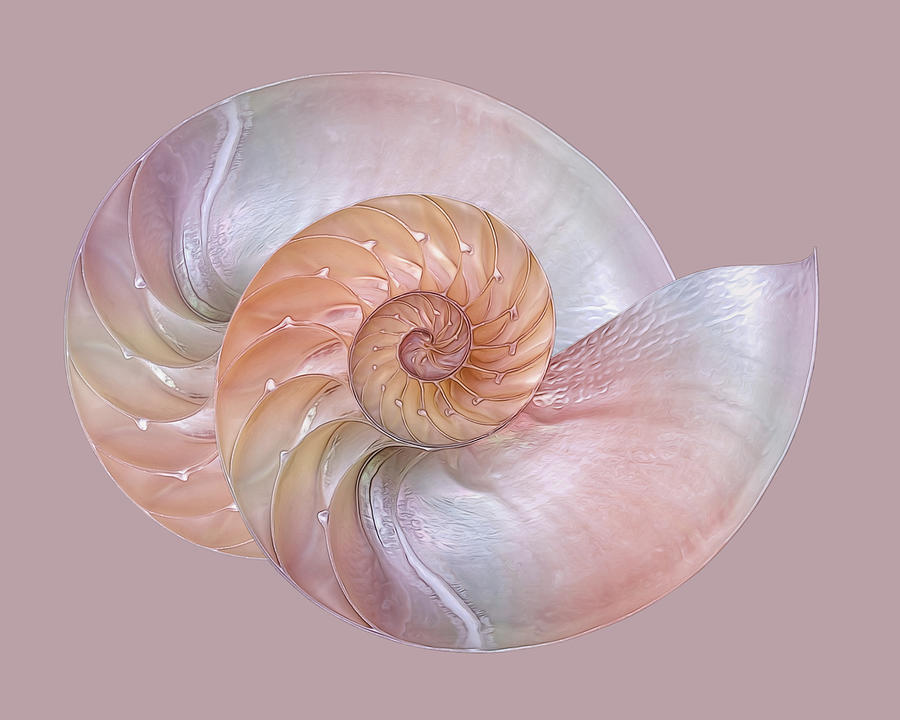 Pink Pearlescent Nautilus Shells Photograph by Gill Billington