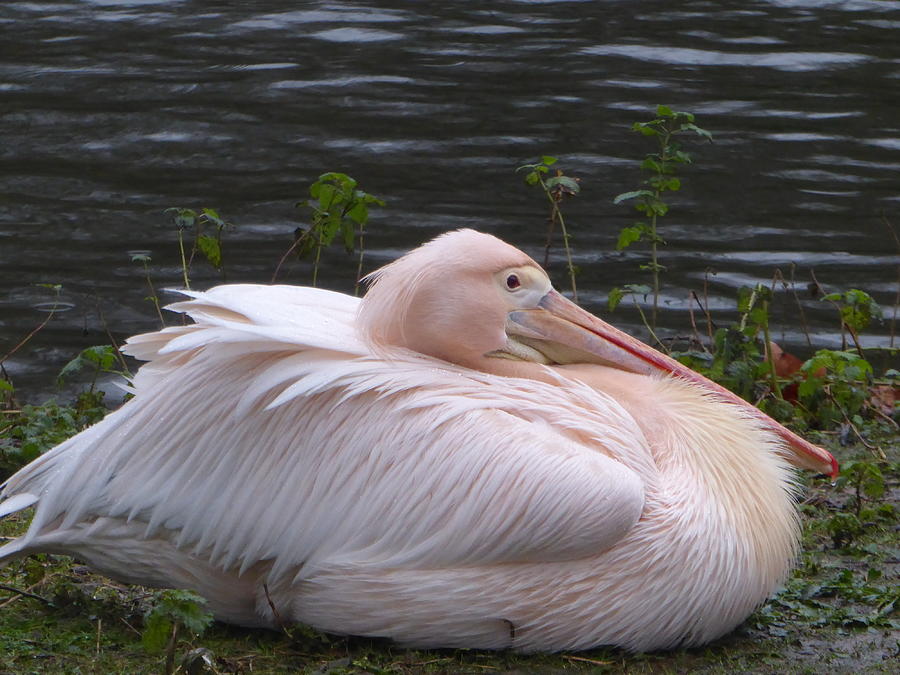 Pink Pelican Photograph by Art By Margaret - Fine Art America