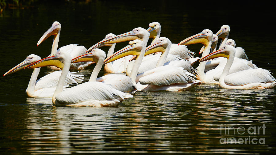 Pink Pelicans Close Together Photograph