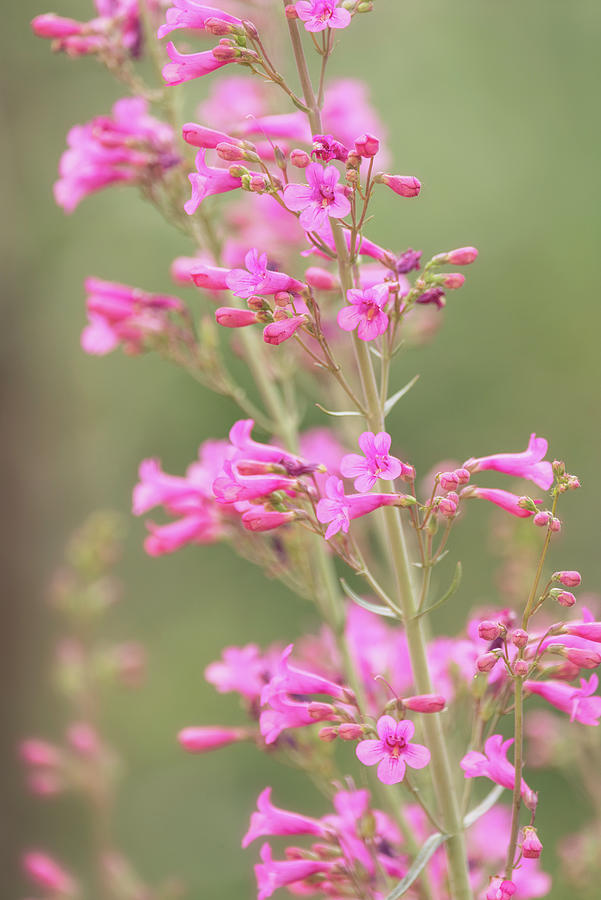 Pink Penstemon Flowers  Photograph by Saija Lehtonen