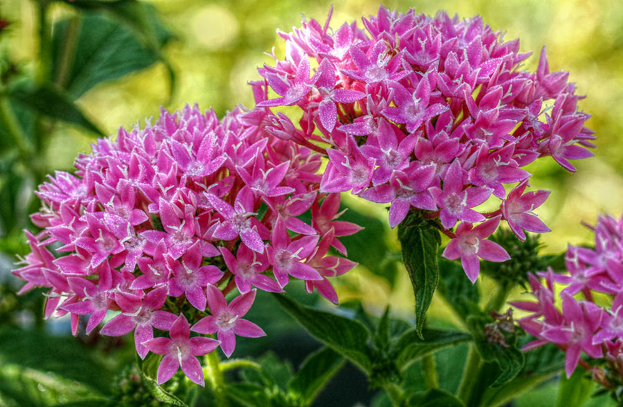 Pink Pentas Photograph by Jean Connor