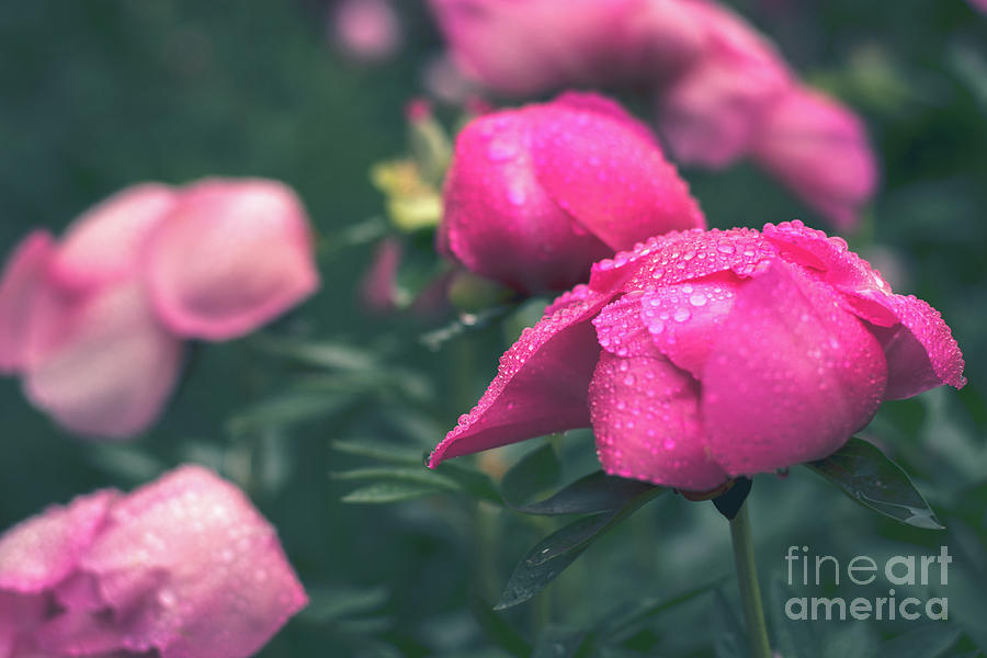 Pink Peonies in the Rain Photograph by Cheryl Baxter