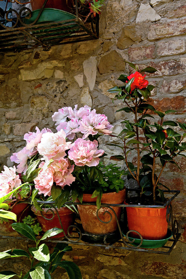 Pink Peonies in Tuscany Italy Photograph by Lily Malor