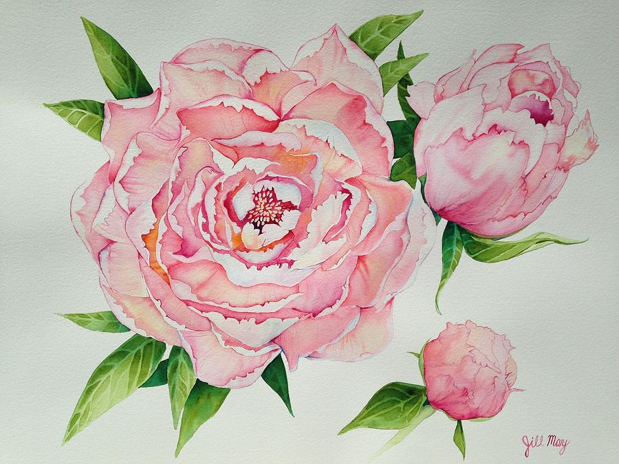 Flower Painting - Pink peonies by Jill May