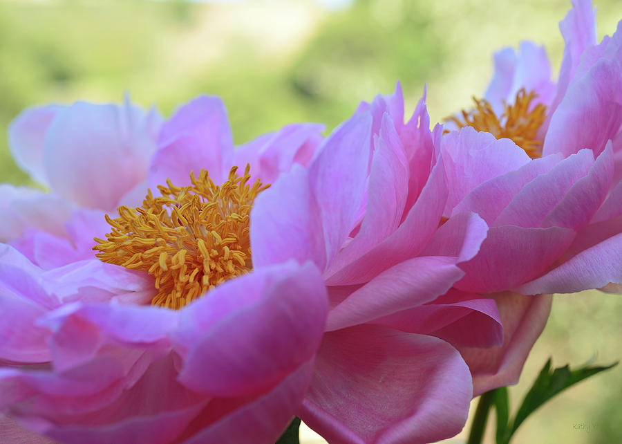 Pink Peonies Photograph by Kathy Yates