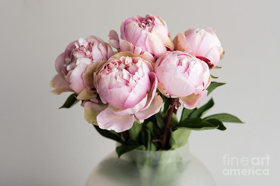 Flower Photograph - Pink peonies by Natalie Board