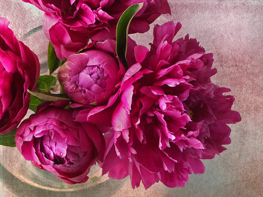 Spring Photograph - Pink Peonies by Rebecca Cozart