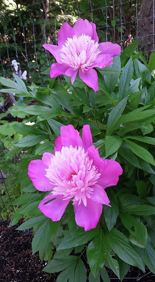 Pink Peonies  Photograph by Sharon Duguay