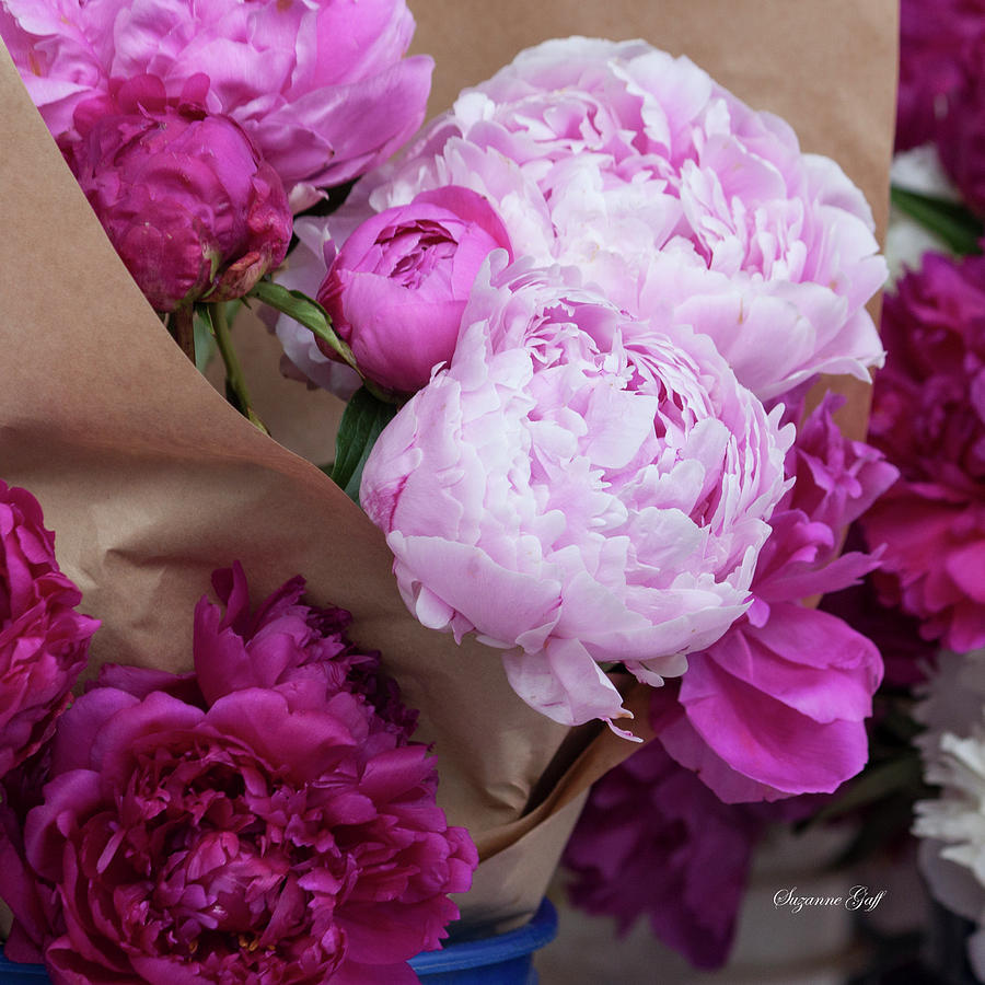 Pink Peonies Squared Photograph by Suzanne Gaff