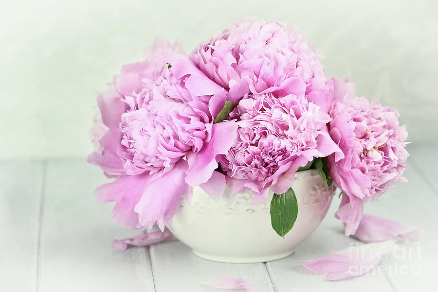 Pink Peonies Photograph by Stephanie Frey