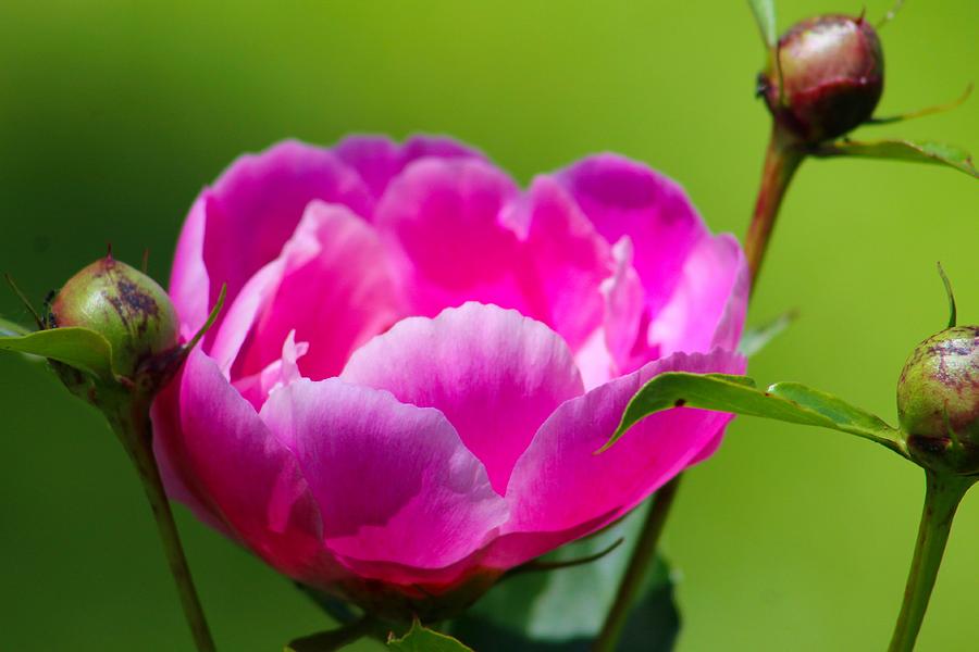 Flower Photograph - Pink Peony # 2 by Gayle Berry