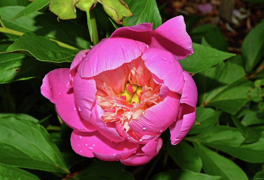 Pink Peony 005 Photograph by George Bostian