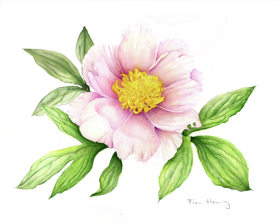 Pink peony - 2011 Painting by Fran Henig
