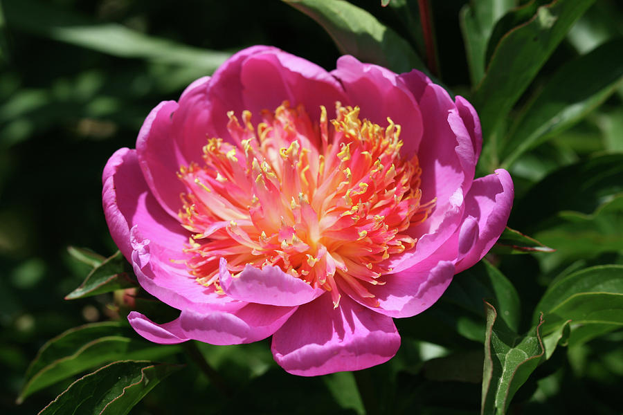 Pink Peony Photograph by Abby Herberger - Fine Art America