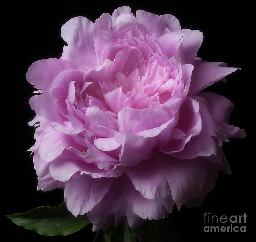 Pink Peony Photograph by Ann Jacobson