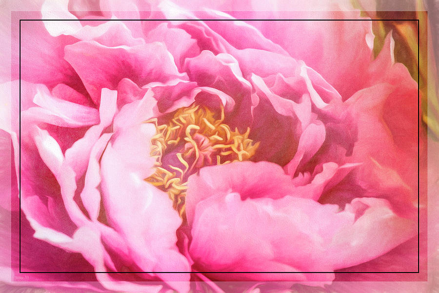 Flower Photograph - Pink Peony Blossom by Teresa Wilson