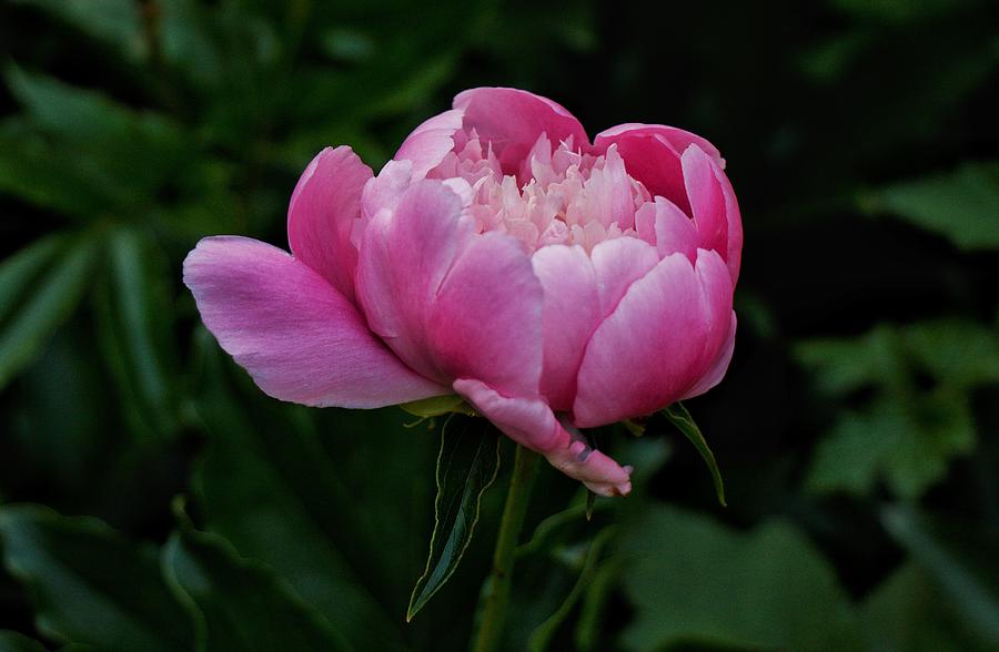 Pink Peony Photograph by Chris Berrier