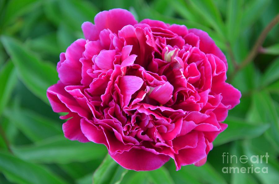 Spring Photograph - Pink Peony by Deanna Cagle