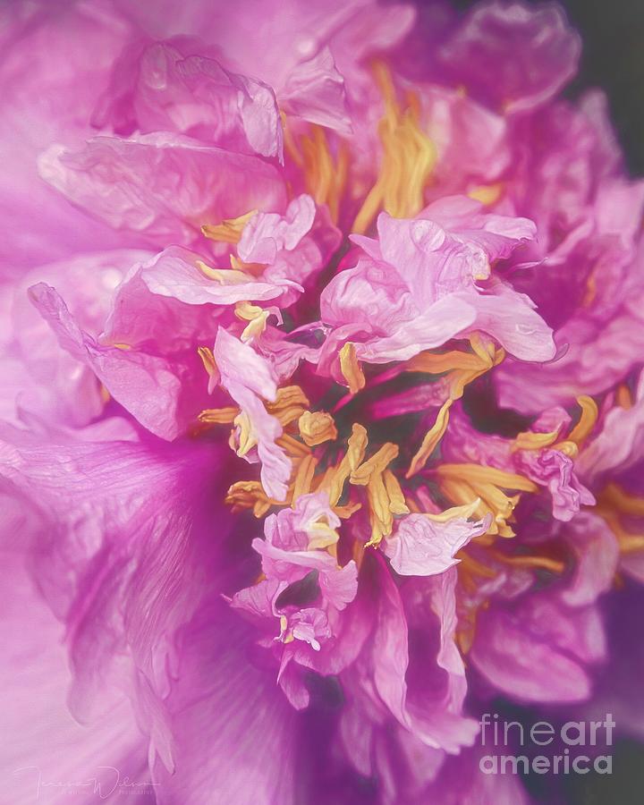 Flower Photograph - Pink Peony Fireworks by Teresa Wilson