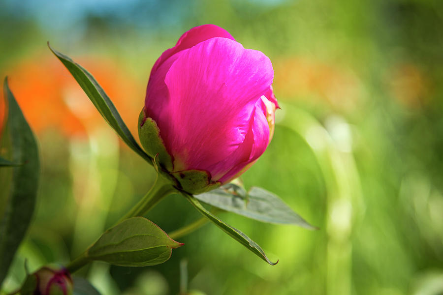 Pink Peony Flower Bud Photograph by Teri Virbickis