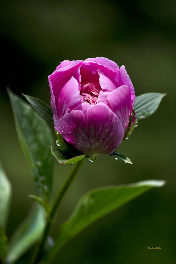 Pink Peony Flower Photograph by Christina Rollo
