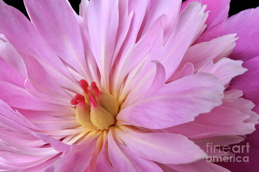 Pink Peony Flower Photograph by Edward Fielding