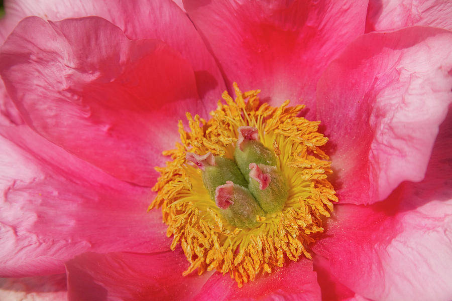 Pink Peony Flower Fine Art  Photograph by James BO Insogna